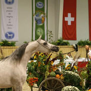 AHBA Myra - AHBA Myra
Reserve Champion Mare