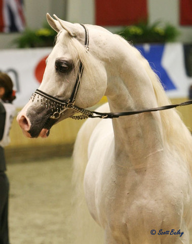 Imperial Baarez - Imperial Baarez
Reserve Champion Stallion owned by El Farida Stud