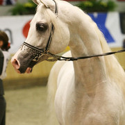 Imperial Baarez - Imperial Baarez
Reserve Champion Stallion owned by El Farida Stud