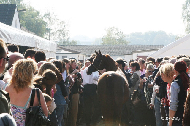 Kwestura - Kwestura
The Queen of Poland now owned by Ajman Stud at her party on Sunday