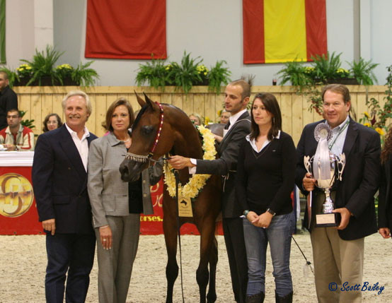 ABHA Palma - ABHA Palma
Reserve Jr. Champion Filly, owned by Al Mohamadia Stud, Prince Abdullah Bin Fahad Al Saud, KSA