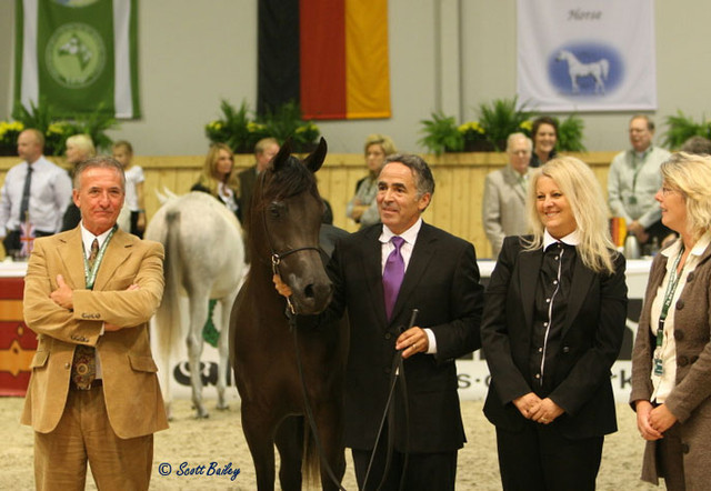 FS Magnum's Madonna - FS Magnum's Madonna
Jr. Champion Mare - bred by Strydom Stud, SA