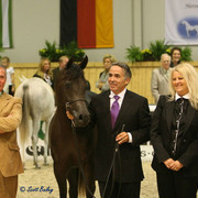 FS Magnum's Madonna - FS Magnum's Madonna
Jr. Champion Mare - bred by Strydom Stud, SA