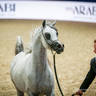 2022 Salon du Cheval d'El Jadida Horse Show in Morocco