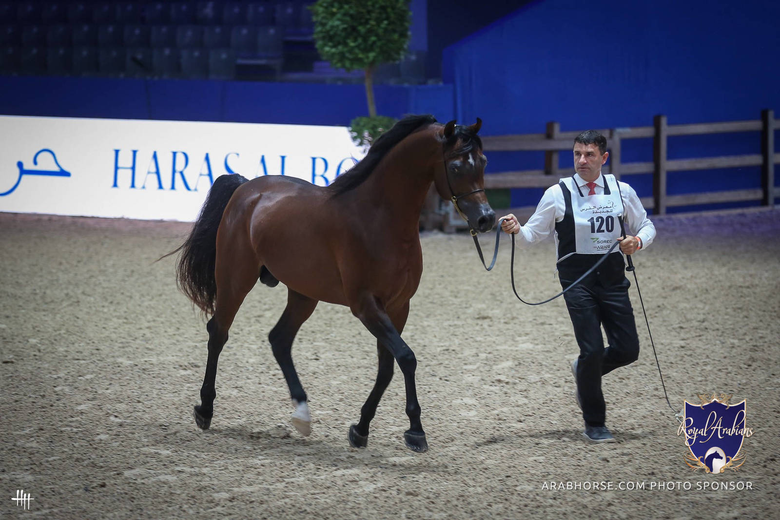 2022 Salon du Cheval d'El Jadida Horse Show in Morocco