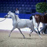 2022 Salon du Cheval d'El Jadida Horse Show in Morocco
