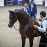 2022 Salon du Cheval d'El Jadida Horse Show in Morocco