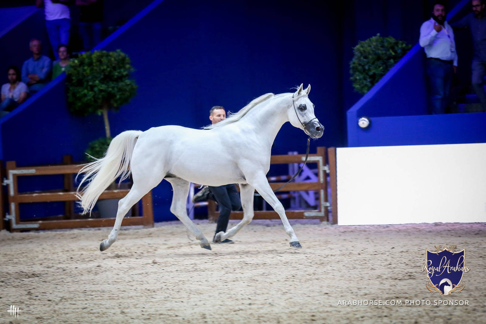 2022 Salon du Cheval d'El Jadida Horse Show in Morocco