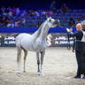 2022 Salon du Cheval d'El Jadida Horse Show in Morocco