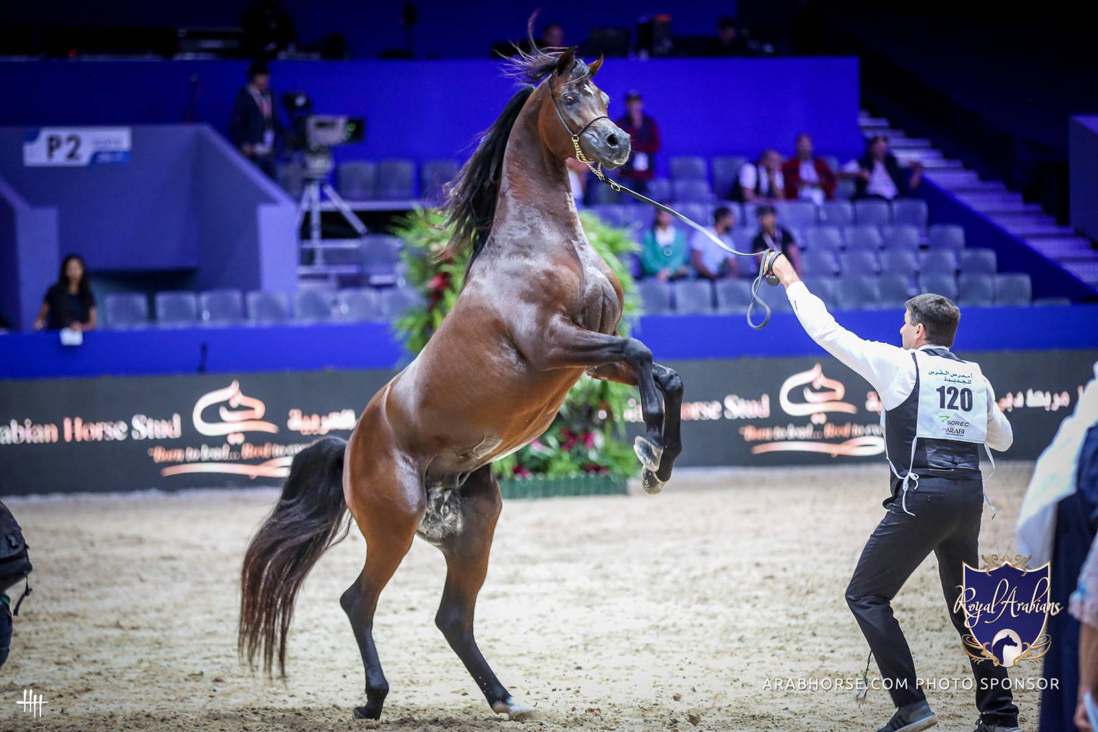 2022 Salon du Cheval d'El Jadida Horse Show in Morocco