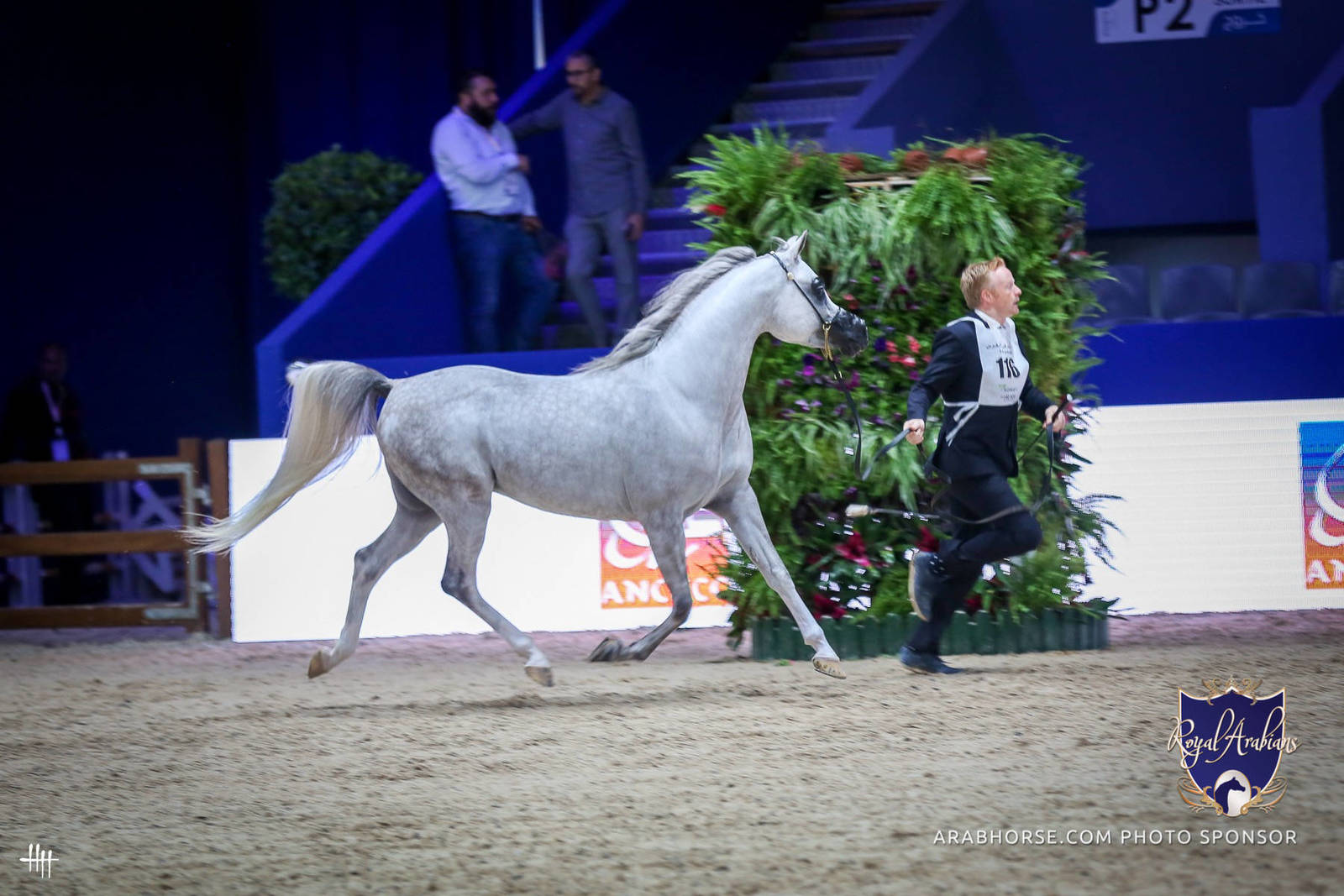 2022 Salon du Cheval d'El Jadida Horse Show in Morocco
