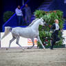 2022 Salon du Cheval d'El Jadida Horse Show in Morocco
