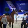 2022 Salon du Cheval d'El Jadida Horse Show in Morocco
