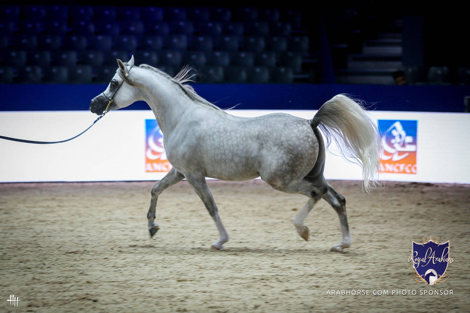 2022 Salon du Cheval d'El Jadida Horse Show in Morocco