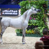 2022 Salon du Cheval d'El Jadida Horse Show in Morocco