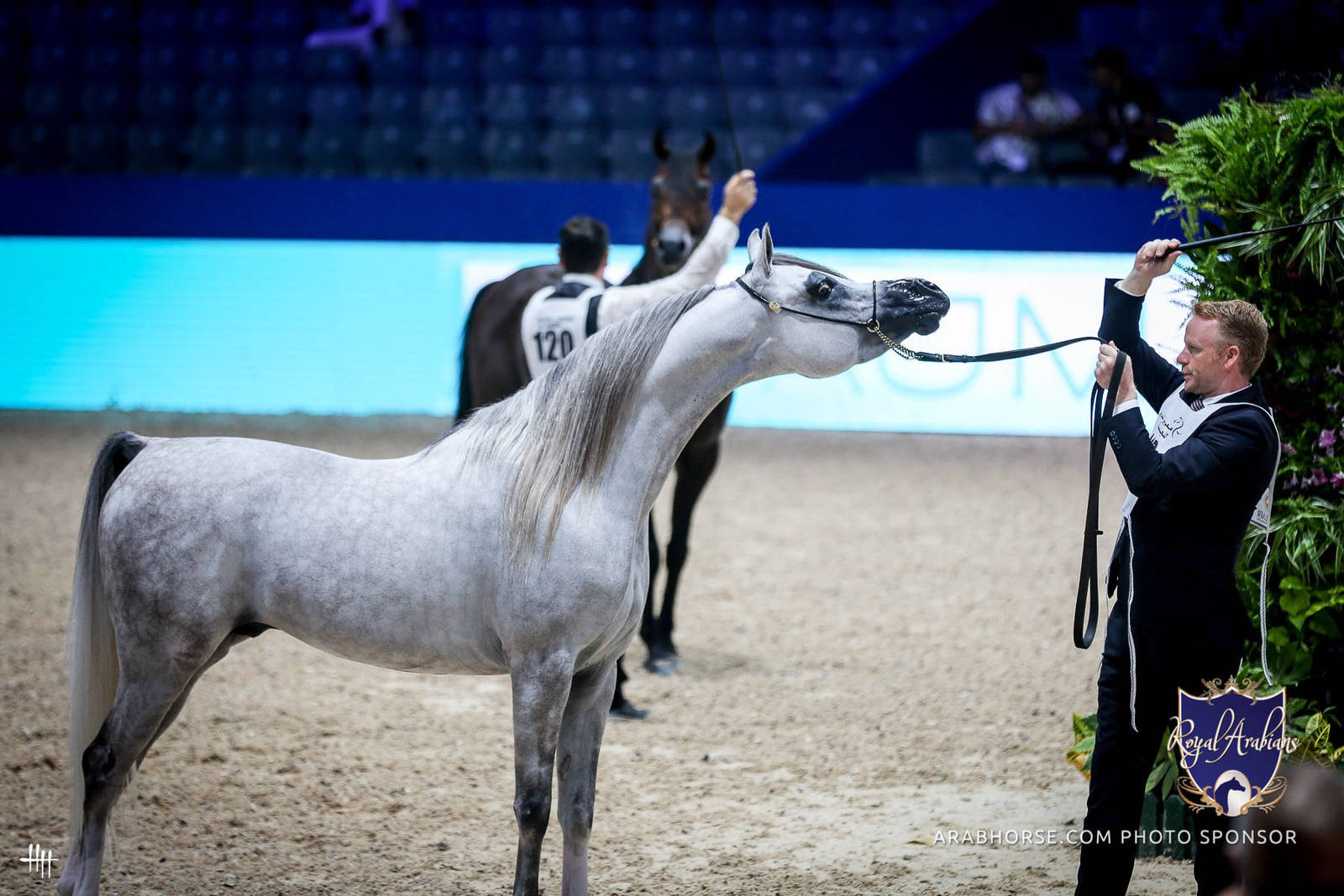 2022 Salon du Cheval d'El Jadida Horse Show in Morocco