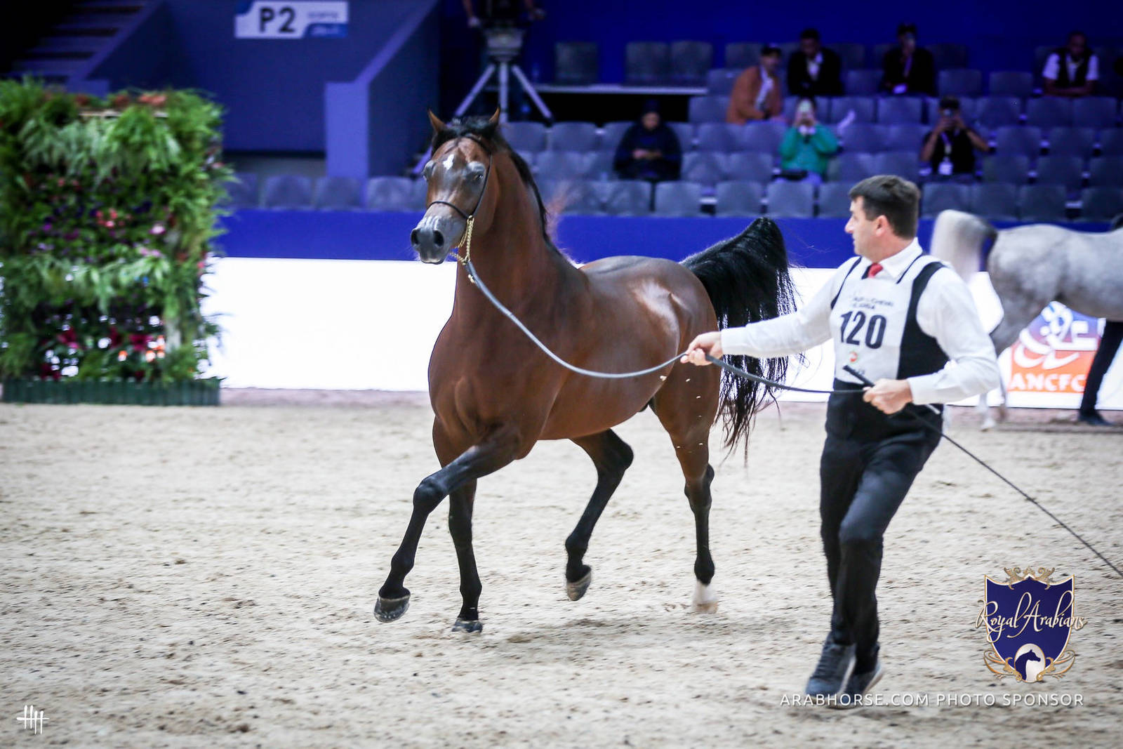 2022 Salon du Cheval d'El Jadida Horse Show in Morocco