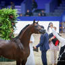 2022 Salon du Cheval d'El Jadida Horse Show in Morocco