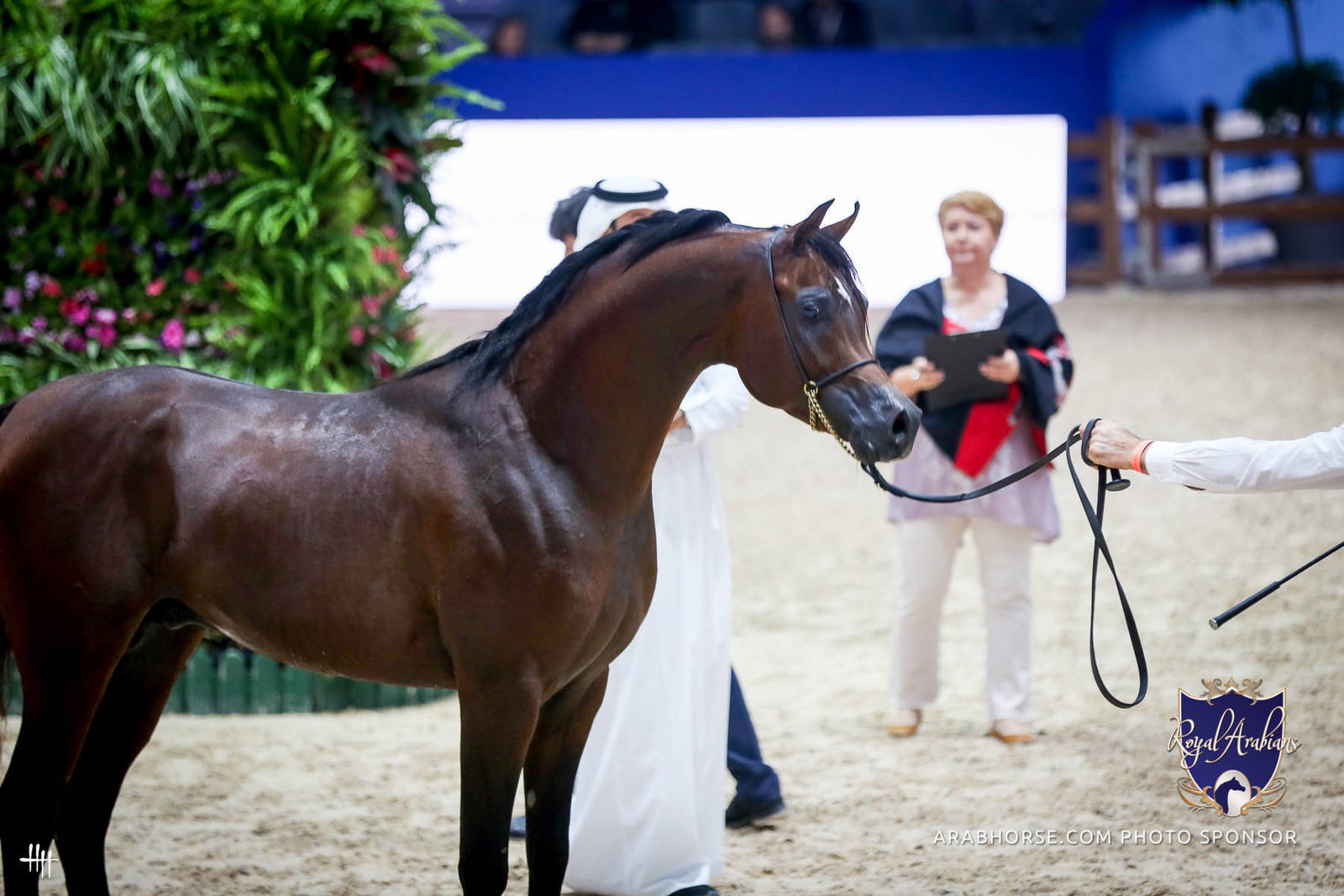 2022 Salon du Cheval d'El Jadida Horse Show in Morocco