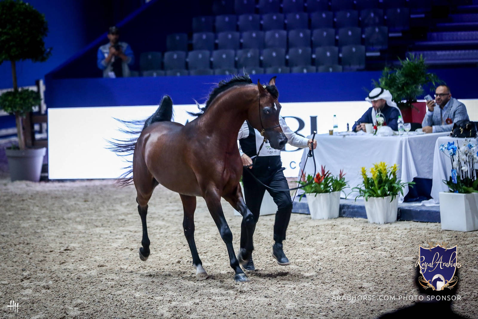 2022 Salon du Cheval d'El Jadida Horse Show in Morocco