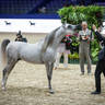 2022 Salon du Cheval d'El Jadida Horse Show in Morocco