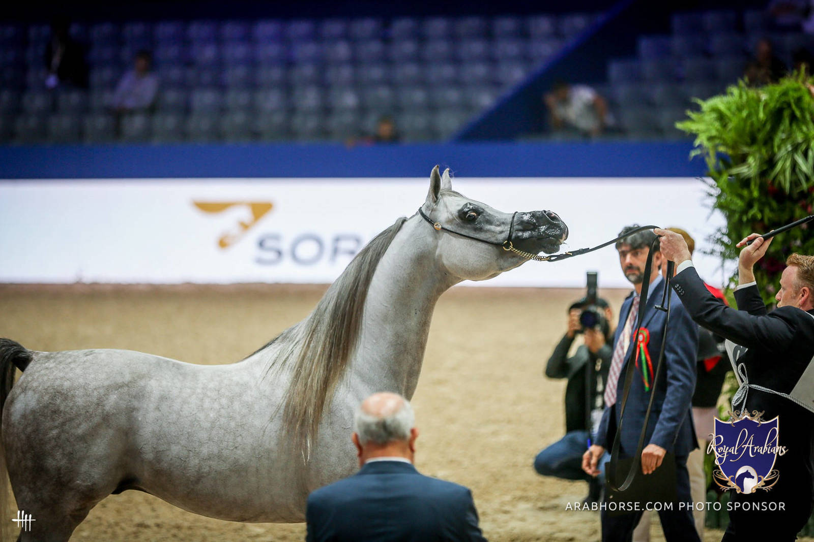 2022 Salon du Cheval d'El Jadida Horse Show in Morocco