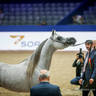2022 Salon du Cheval d'El Jadida Horse Show in Morocco