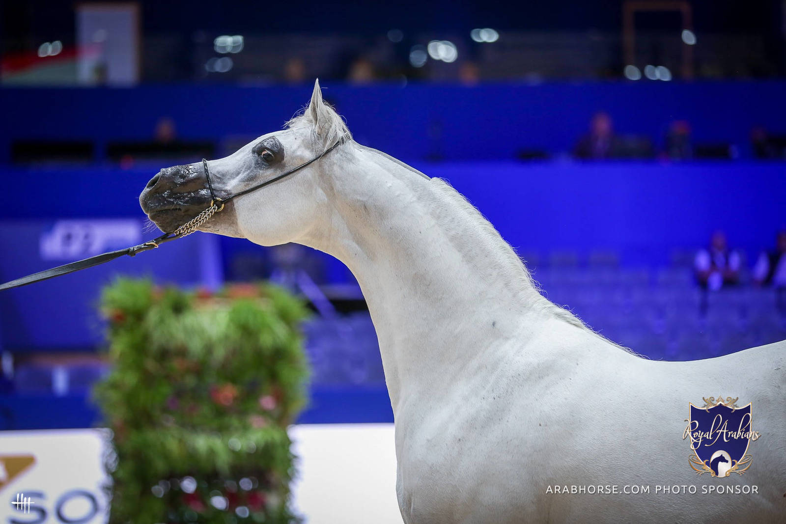 2022 Salon du Cheval d'El Jadida Horse Show in Morocco