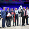 2022 Salon du Cheval d'El Jadida Horse Show in Morocco