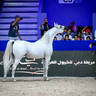 2022 Salon du Cheval d'El Jadida Horse Show in Morocco