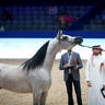 2022 Salon du Cheval d'El Jadida Horse Show in Morocco