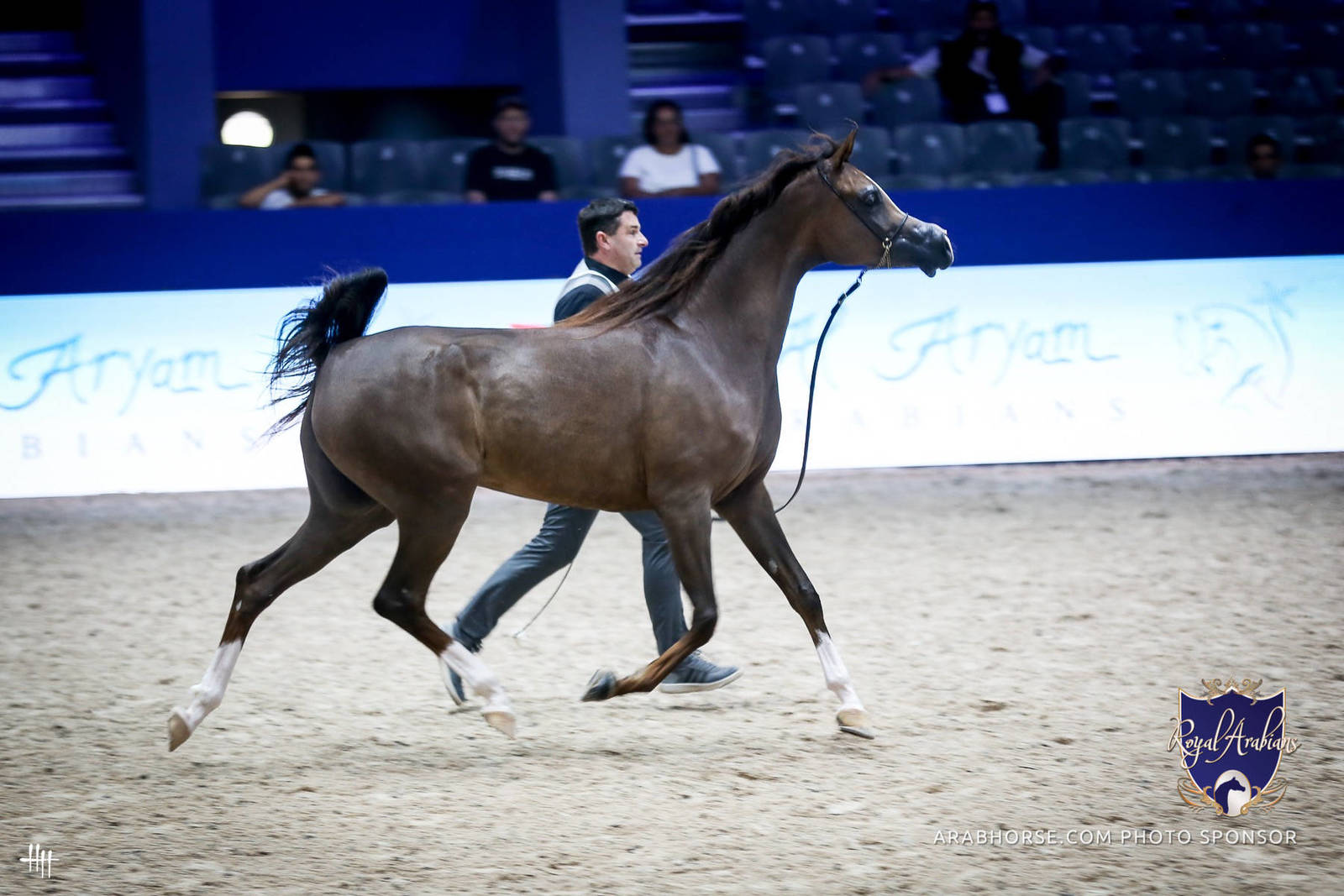 2022 Salon du Cheval d'El Jadida Horse Show in Morocco