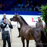 2022 Salon du Cheval d'El Jadida Horse Show in Morocco