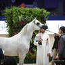 2022 Salon du Cheval d'El Jadida Horse Show in Morocco