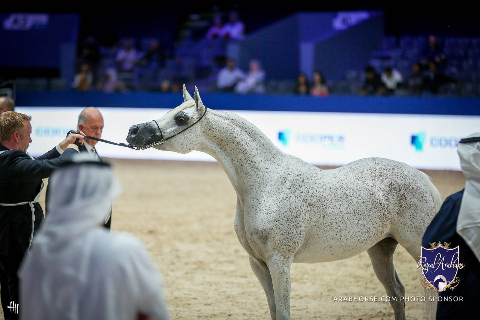 2022 Salon du Cheval d'El Jadida Horse Show in Morocco