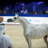 2022 Salon du Cheval d'El Jadida Horse Show in Morocco