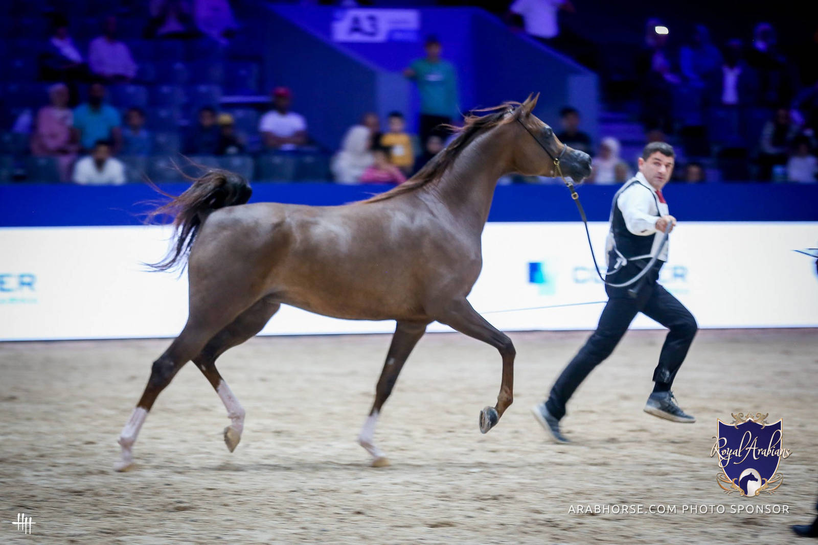 2022 Salon du Cheval d'El Jadida Horse Show in Morocco