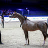 2022 Salon du Cheval d'El Jadida Horse Show in Morocco