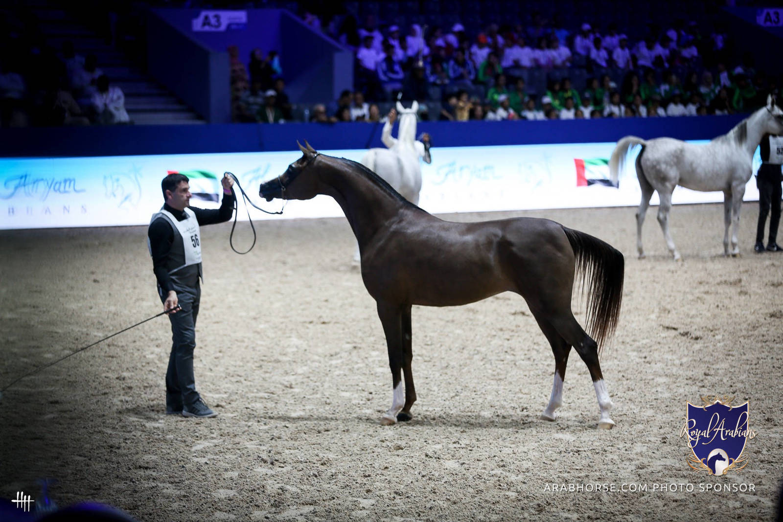 2022 Salon du Cheval d'El Jadida Horse Show in Morocco