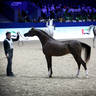 2022 Salon du Cheval d'El Jadida Horse Show in Morocco