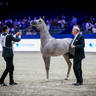 2022 Salon du Cheval d'El Jadida Horse Show in Morocco