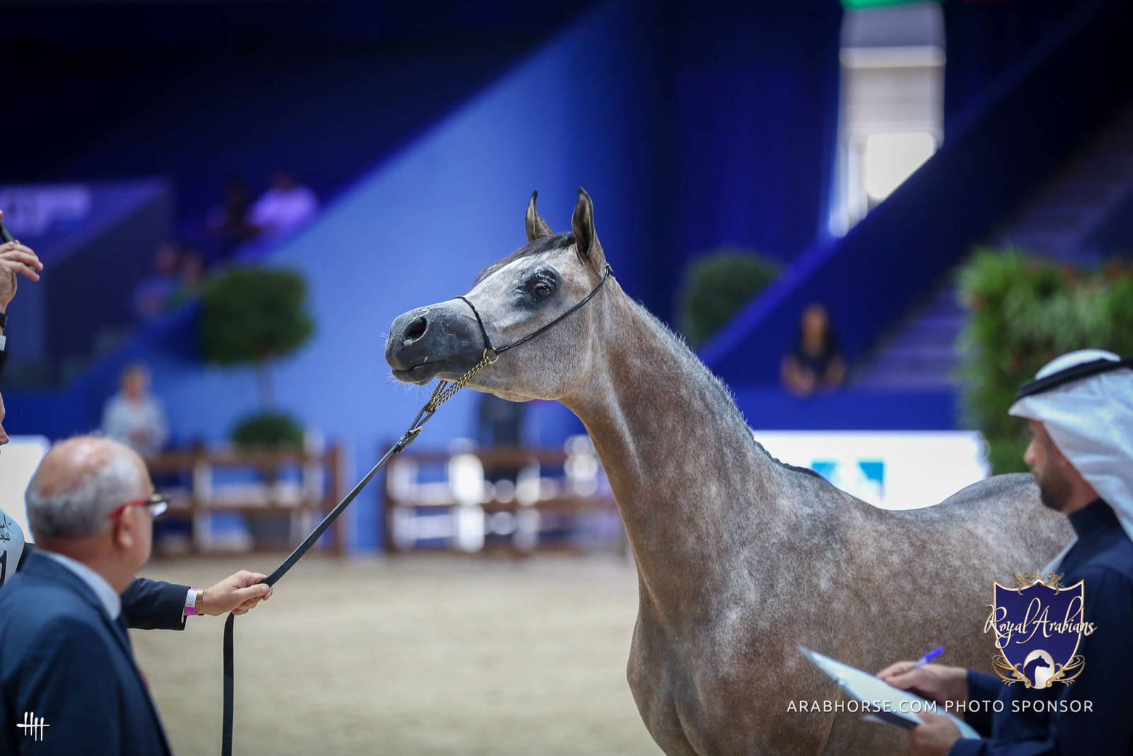 2022 Salon du Cheval d'El Jadida Horse Show in Morocco