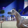 2022 Salon du Cheval d'El Jadida Horse Show in Morocco