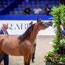 2022 Salon du Cheval d'El Jadida Horse Show in Morocco