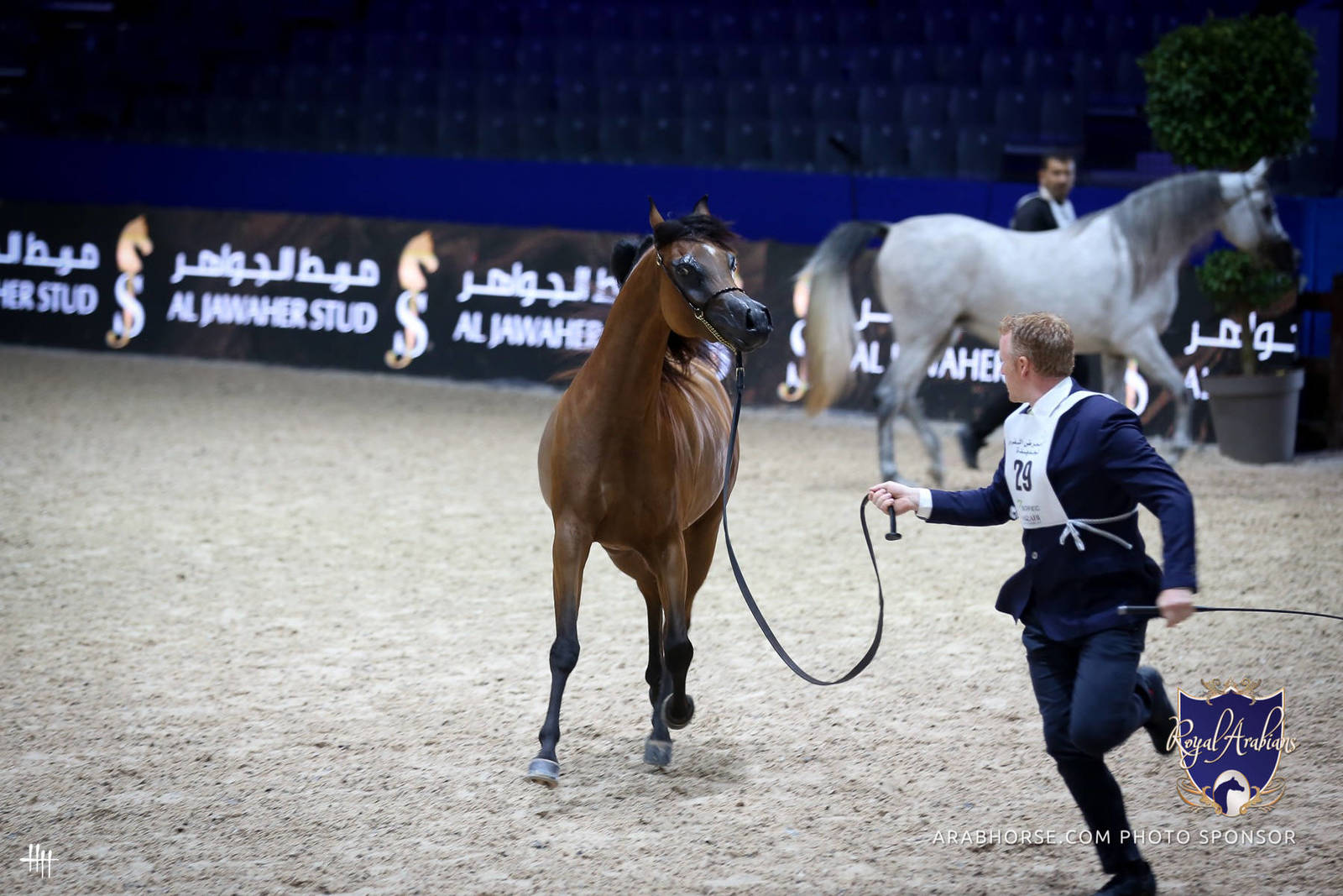 2022 Salon du Cheval d'El Jadida Horse Show in Morocco