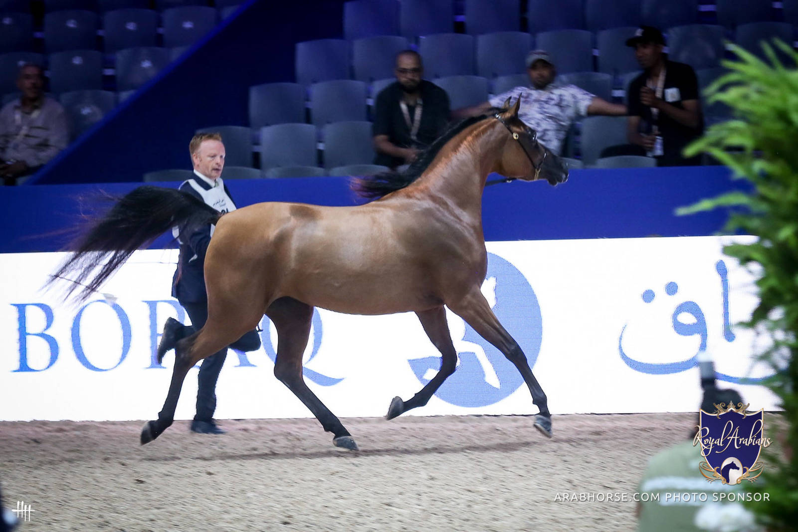 2022 Salon du Cheval d'El Jadida Horse Show in Morocco
