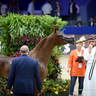 2022 Salon du Cheval d'El Jadida Horse Show in Morocco