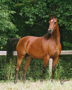 Esser Valley Arabians