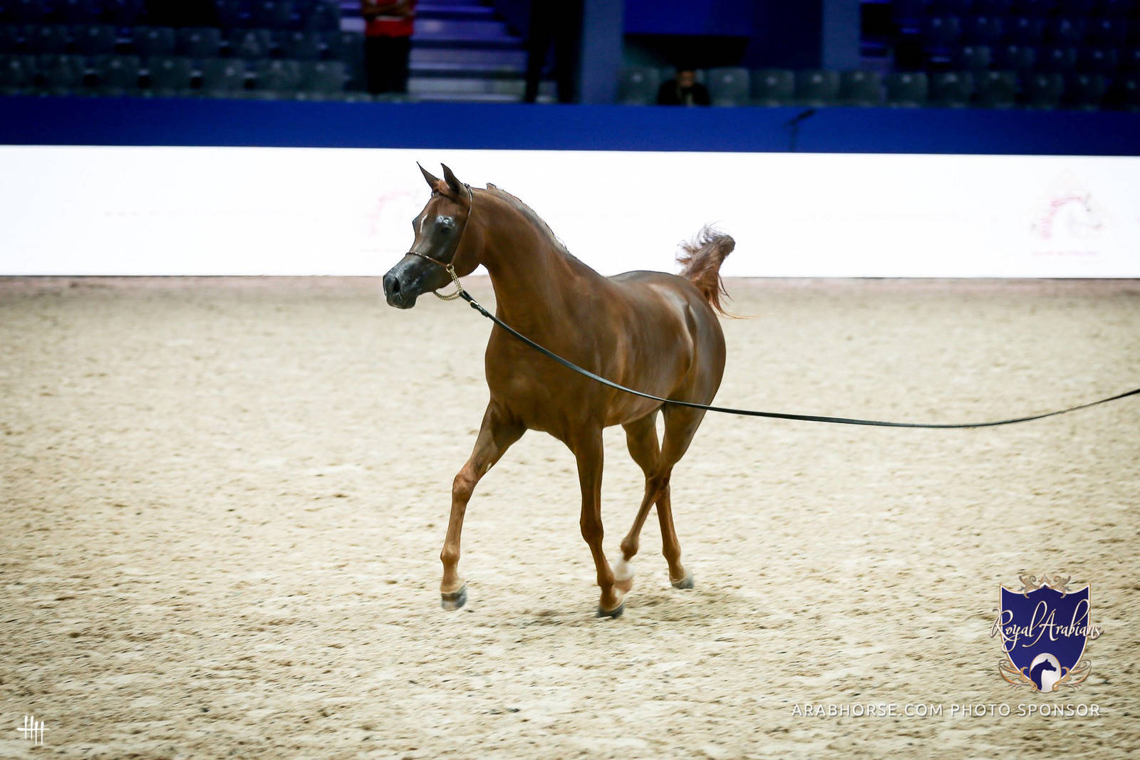 2022 Salon du Cheval d'El Jadida Horse Show in Morocco
