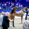 2022 Salon du Cheval d'El Jadida Horse Show in Morocco